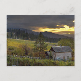 Cartão Postal Céu do pôr do sol sobre vinhas e cabana histórica