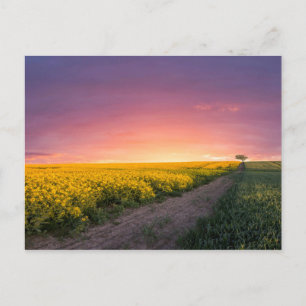 Cartão Postal Céu Rosa À Noite