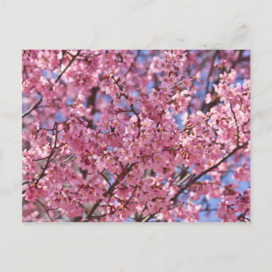 Cartão Postal Céu Rosa Flor de Cerejeira Sakura