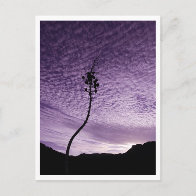 Cartão Postal Céu Roxo (Frente)