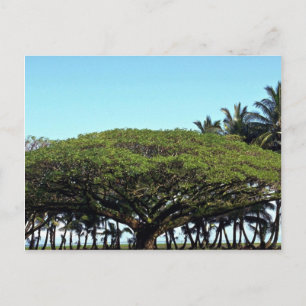 Cartão Postal Chá por praia, Hilo, Havaí