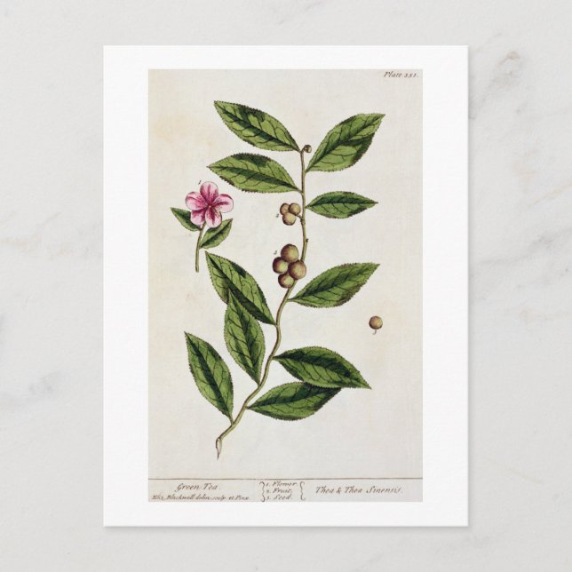 Cartão Postal Chá Verde, placa 351 de "A Curiosa Herbal", publ (Frente)