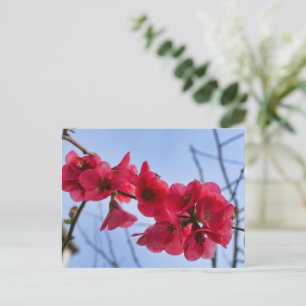 Cartão Postal Chaenomeles speciosa