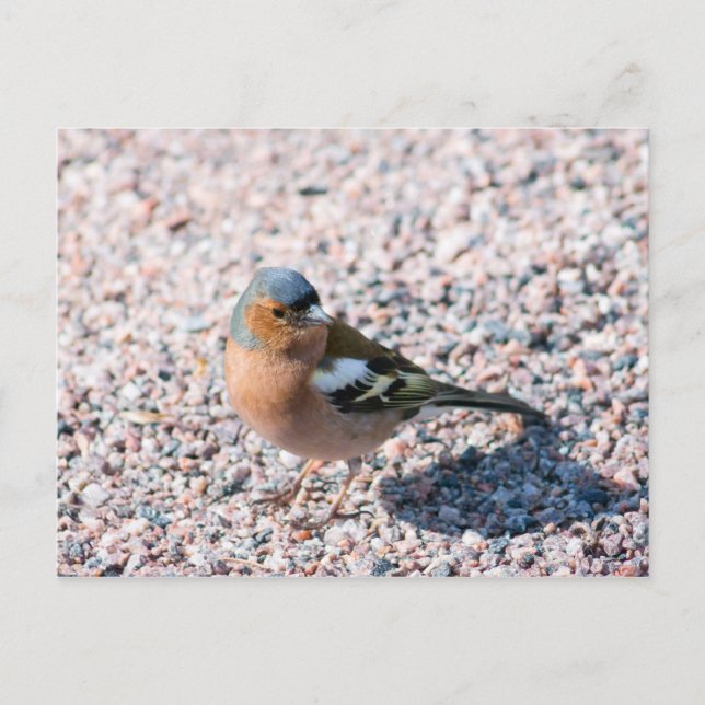 Cartão Postal Chaffinch (Frente)