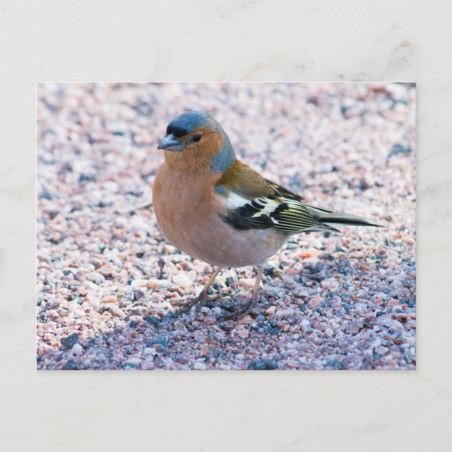 Cartão Postal Chaffinch (Frente)