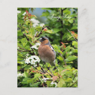 CARTÃO POSTAL CHAFFINCH