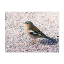 Chaffinch