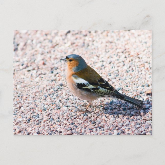 Cartão Postal Chaffinch (Frente)
