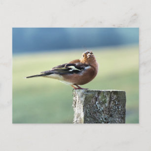 CARTÃO POSTAL CHAFFINCH