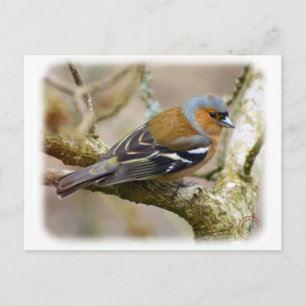 Cartão Postal Chaffinch 8R84D-22