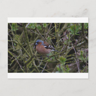 Cartão Postal Chaffinch em árvore