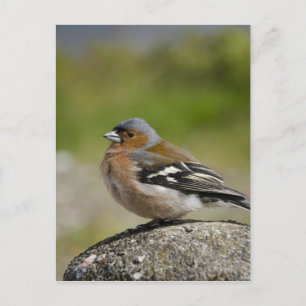 Cartão Postal Chaffinch masculino (SELVAGEM: Coelebs do