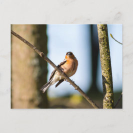 Cartão Postal Chaffinch no galho