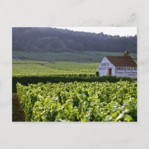 Cartão Postal Chambertin Clos de Beze Grand Cru vinhedo com
