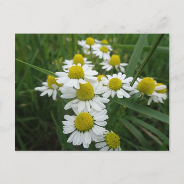 Cartão Postal Chamomile Flowers Close DY Postcard (Frente)
