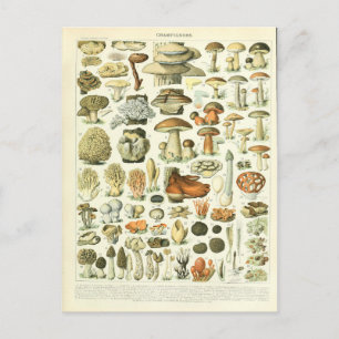 Cartão Postal Champignons do dicionário de ilustração