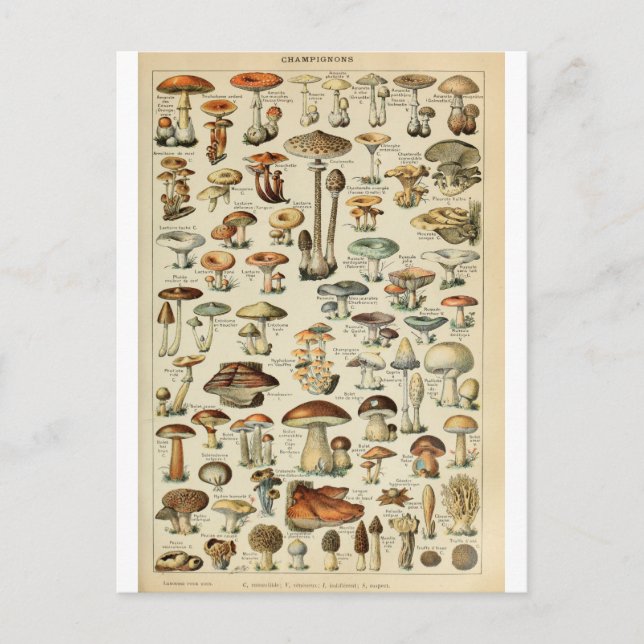 Cartão Postal Champignons do dicionário de ilustração (Frente)