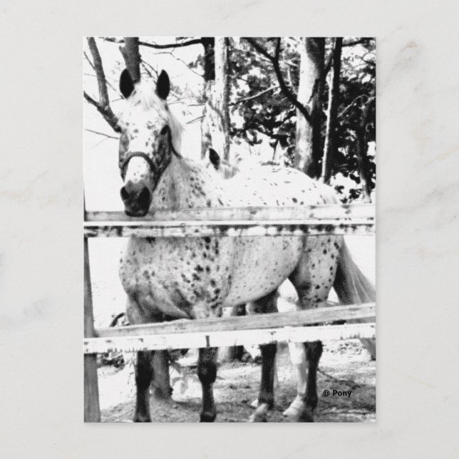 Cartão Postal Chance (Frente)