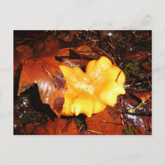 Cartão Postal Chanterelle Mushroom No Cartão-Postal Da Chuva