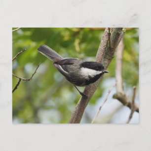 Cartão Postal Chapim-de-cabeça-preta