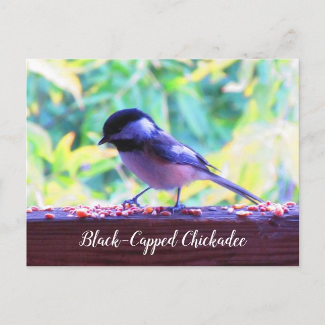 Cartão Postal Chapim-de-cabeça-preta Aves Empoleiradas Canadá (Frente)