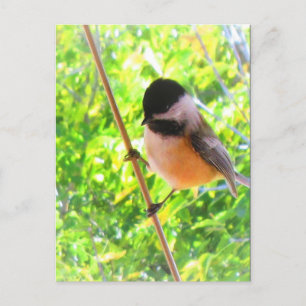 Cartão Postal Chapim-de-cabeça-preta Pássaro Cantor Bonito e Ale