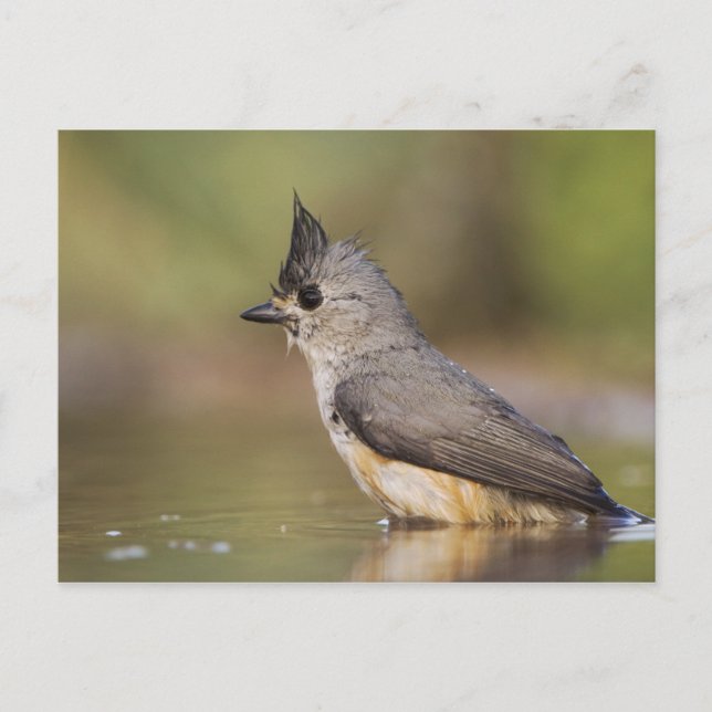 Cartão Postal Chapim-de-crista-preta, Baeolophus (Frente)