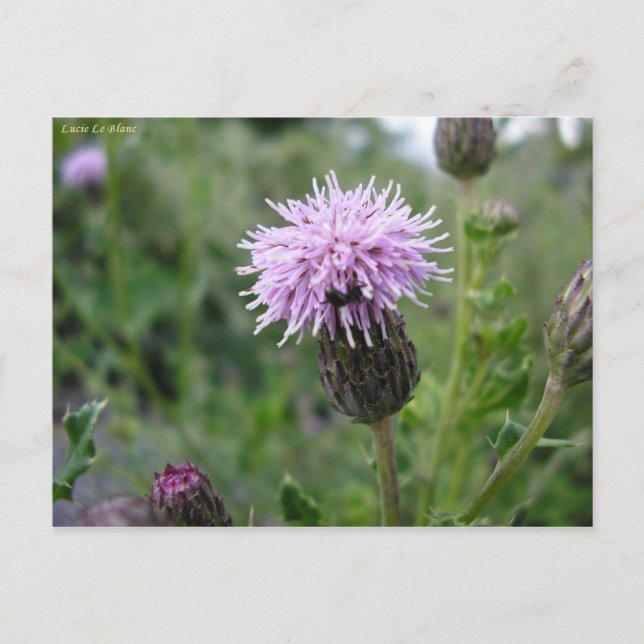 Cartão Postal Chardon des champs (Frente)