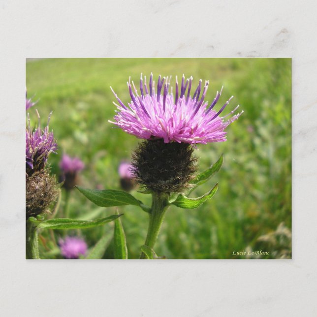 Cartão Postal Chardon vulgaire (Frente)