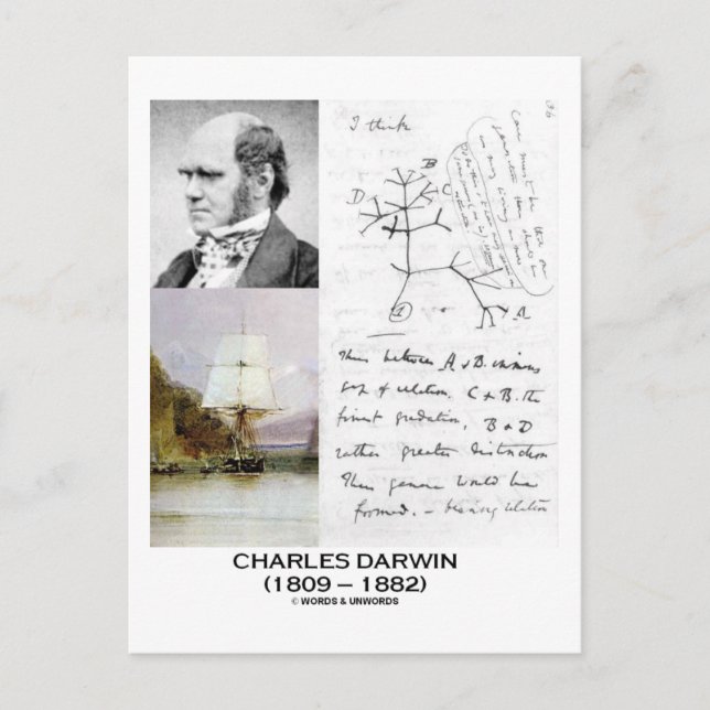 Cartão Postal Charles Darwin (Darwin HMS Beagle Phylogenetics) (Frente)