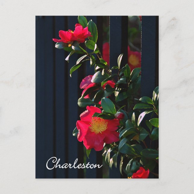 Cartão Postal Charleston Camelia Postcard (Frente)