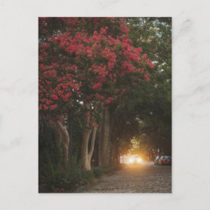 Cartão Postal Charleston Ccolza Myrtle