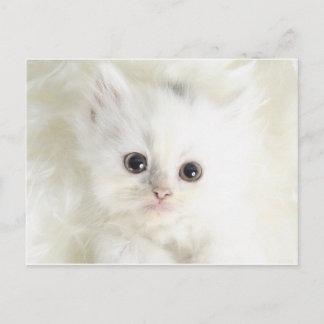Cartão Postal Chat Blanc