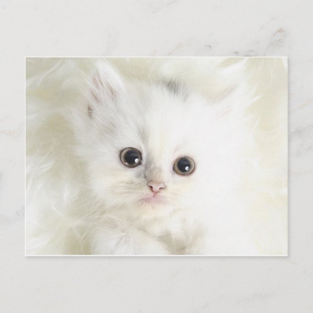 Cartão Postal Chat Blanc (Frente)