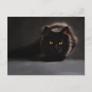 Cartão Postal Chat Noir