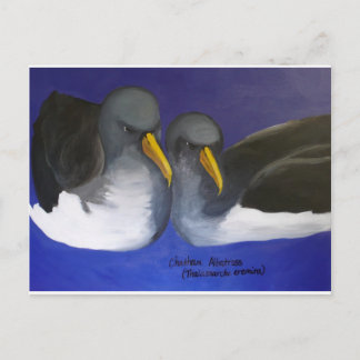 Cartão Postal Chatham Albatross (Thalassarche eremita)