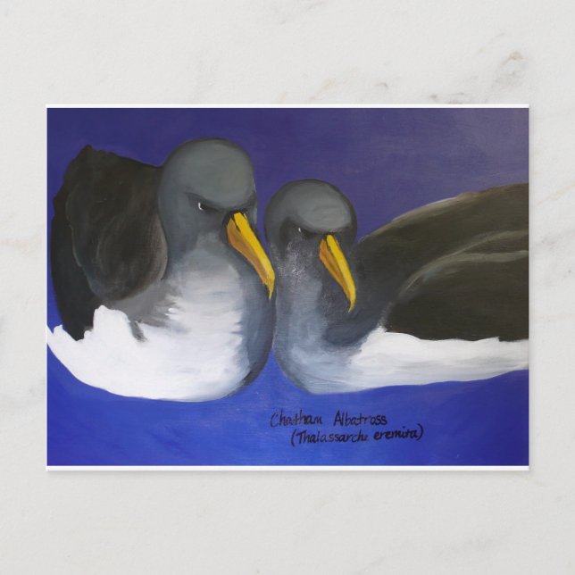Cartão Postal Chatham Albatross (Thalassarche eremita) (Frente)