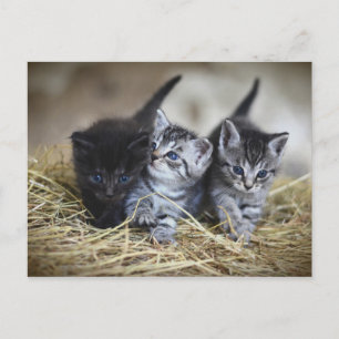 Cartão Postal Chatons