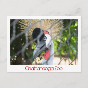 Cartão Postal Chattanooga Zoo