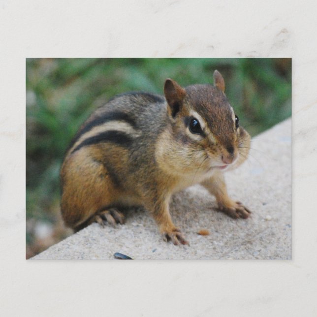 Cartão Postal Cheeks de Chipmunk (Frente)