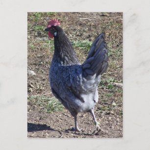 Cartão Postal Cheeky Blue Andalusian Hen