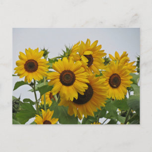 Cartão Postal Cheery Sunflower Group