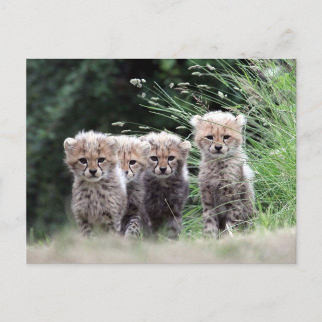 Cartão Postal Cheetah (Frente)