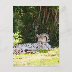 Cartão Postal Cheetah