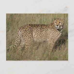 Cartão Postal Cheetah