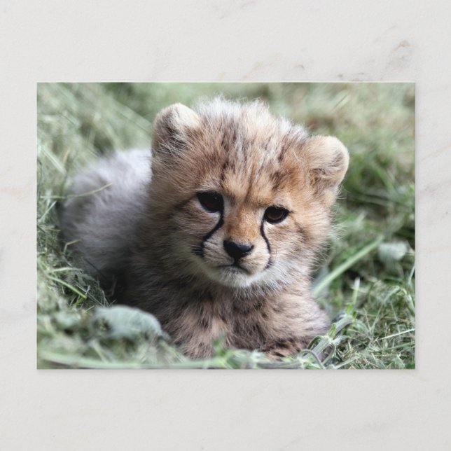 Cartão Postal Cheetah (Frente)