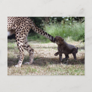 Cartão Postal Cheetah