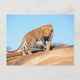 Cartão Postal Cheetah