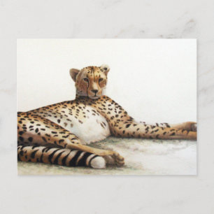 Cartão Postal Cheetah