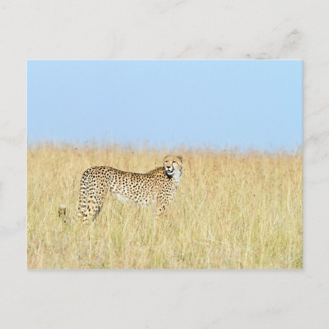 Cartão Postal Cheetah (Frente)